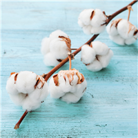 CLEAN COTTON - Home Oil