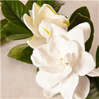 GARDENIA - Home Oil